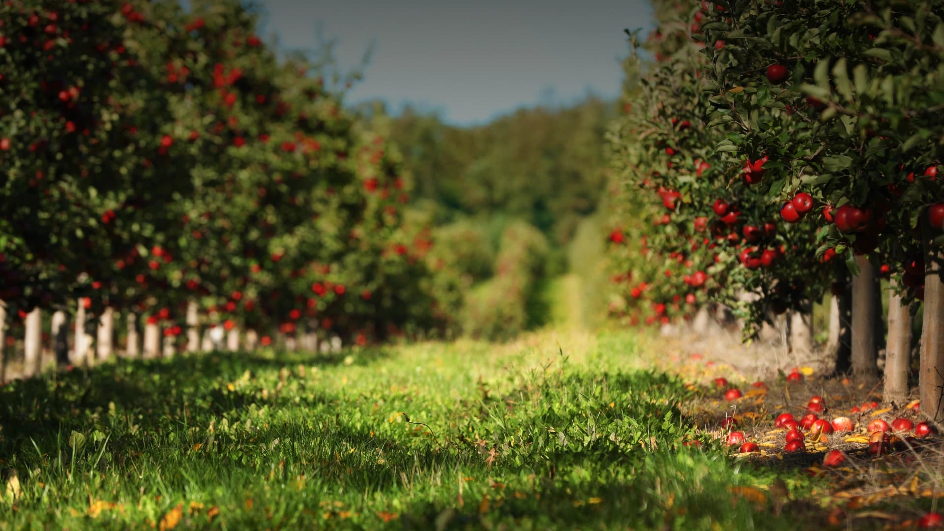 Orchard rows in bloom