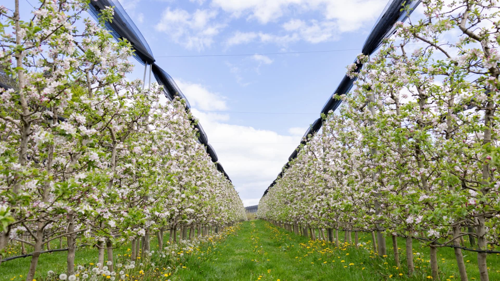 High-Density Orchards