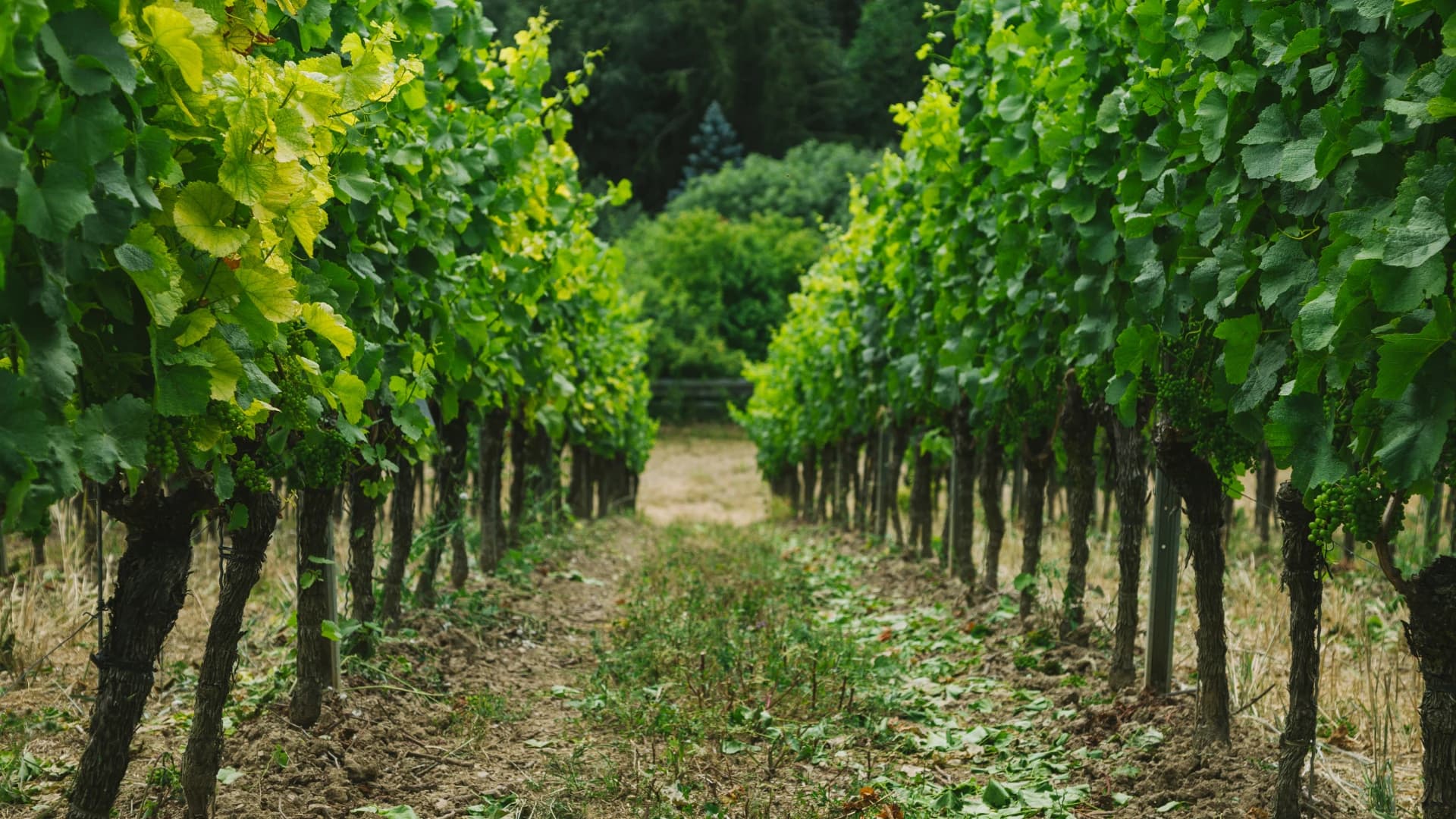 Vineyards