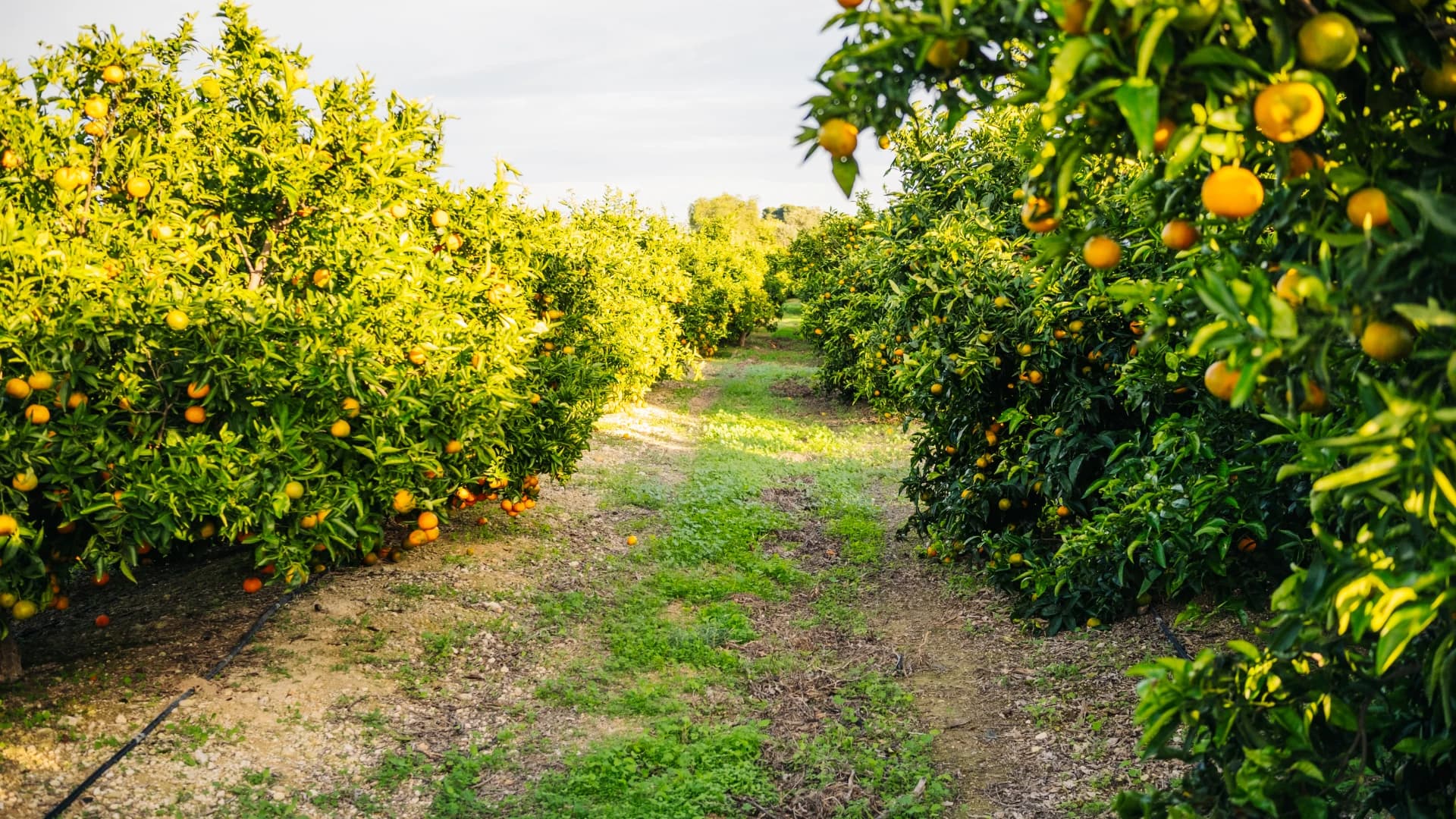 Managed Low-Canopy Crops